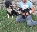 Mama, puppies und Sinisa - 2