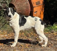 SISSY - 1 29.12.2025 