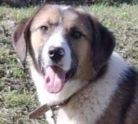 BROWNY  5 17.03.2026